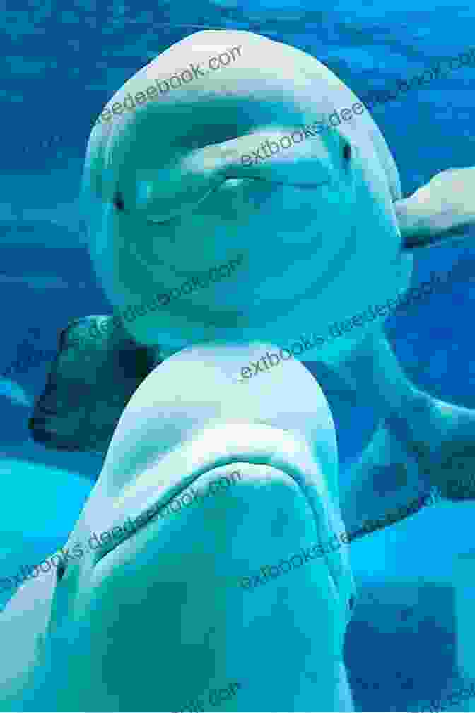 A Baby Beluga Whale Swimming In The Ocean Easy Ukelele Songbook For Beginners: 50 Traditional Kids Folk Songs