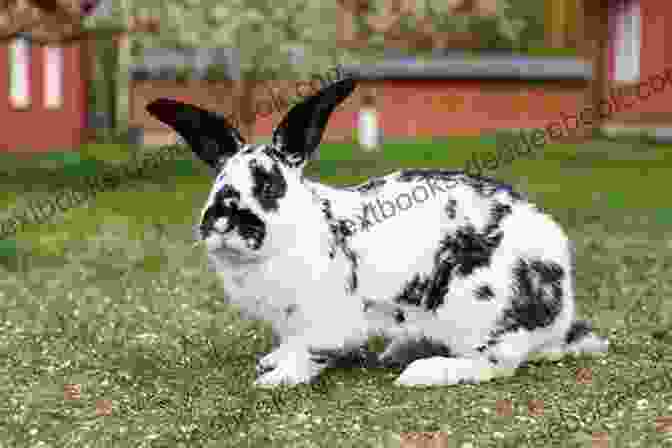 A Checkered Giant Rabbit Displaying Its Distinctive Checkered Markings The Checkered Giant Rabbit: The Absolute Checkered Giant Rabbit Manual Checkered Giant Rabbit Care Personality Grooming Feeding Health And All Included