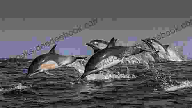 A Dolphin Charges Towards A Group Of Humans Who Are Polluting The Ocean, Protecting A Pod Of Dolphins, Sea Turtles, And Fish. The Clever Dolphin (Ocean Tales)