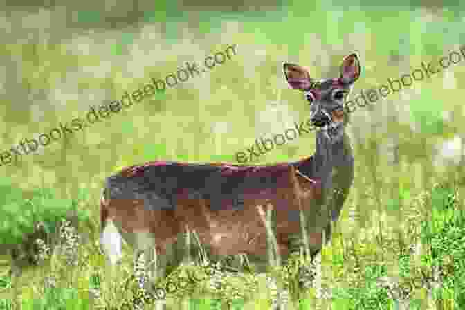 A Graceful Doe Stands In A Lush Meadow, Its Fur Shimmering In The Golden Sunlight. Its Eyes, Filled With A Mixture Of Curiosity And Ancient Wisdom, Seem To Gaze Directly Into The Viewer's Soul. Spirit Of The Woods Sylvan Musings (Enhanced Illustrations Included)