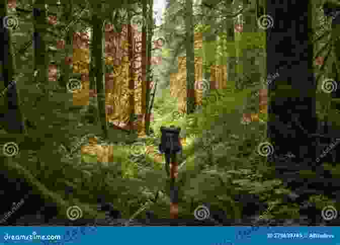 A Hiker Strides Through A Dense Forest, Surrounded By Towering Trees And Lush Undergrowth Forests Of The Heart (Newford)