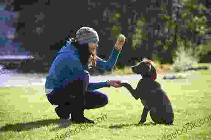 A Person Training A Dog With Positive Reinforcement. Click N Connect: Training Your Dog A Lifelong Journey