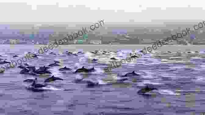 A Pod Of Dolphins Frolicking In The Ocean The Ocean: Ocean Life Photos And Facts For Kids