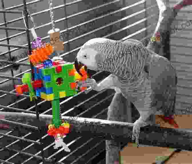 African Grey Parrot Playing With A Variety Of Toys In Its Enclosure New TitleAfrican Grey Parrot: The Ultimate Guide On Everything You Need To Know About African Grey Parrot Feeding Where To Buy