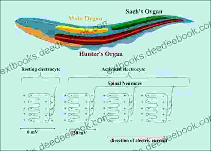Anatomy Of An Electric Eel, Highlighting The Electric Organs And Respiratory System Deep Dive #2: Silda The Electric Eel