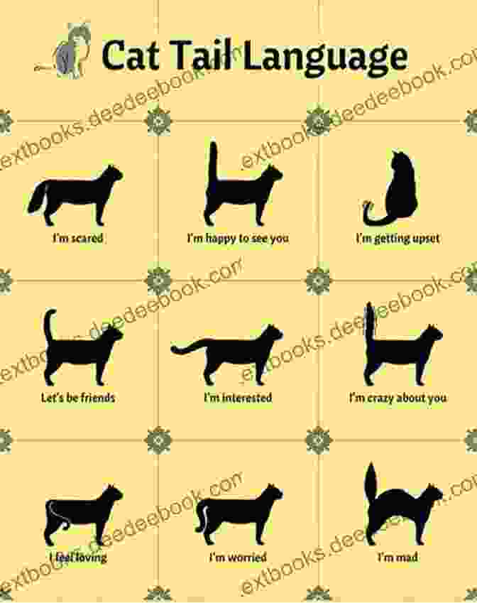 Cat Tail Positions Understanding Cat Language 50 Points