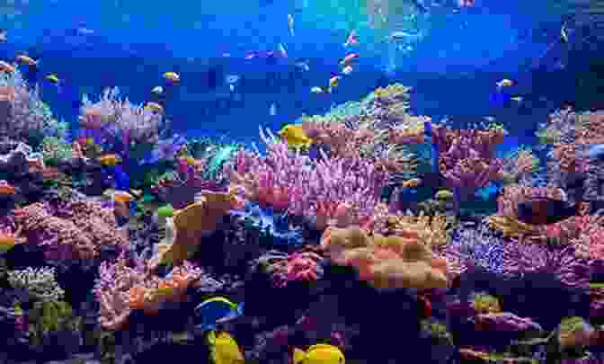 Colorful Fish Swimming In A Coral Reef Ecosystem The Ocean: Ocean Life Photos And Facts For Kids