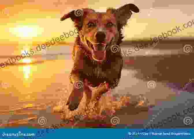 Dog Running Freely On The Beach The Beach Of Free Dogs