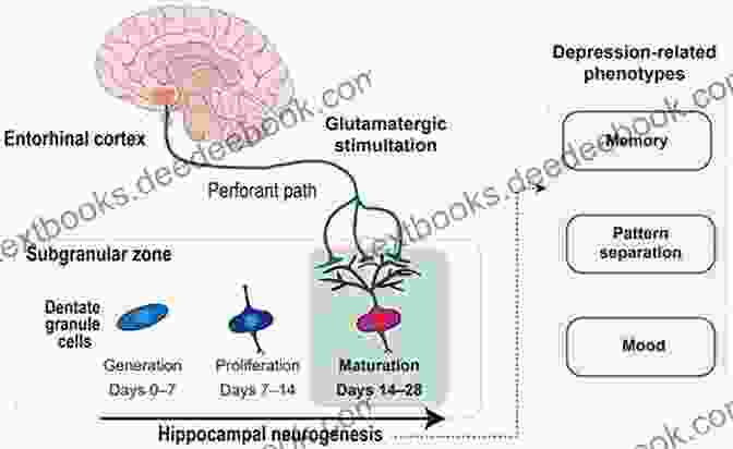 Hippocampal Dysfunction In Depression Systems Neuroscience In Depression Roxanne Whatley