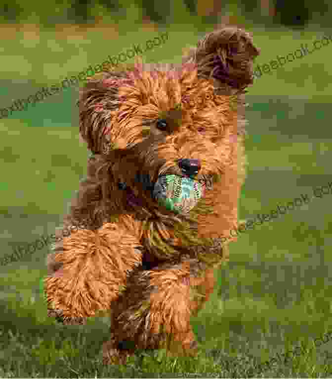 Labradoodle Dog Playing In The Park Labradoodle Dog : Labradoodle Dog Care Behavior Diet Interaction Costs And Health Care